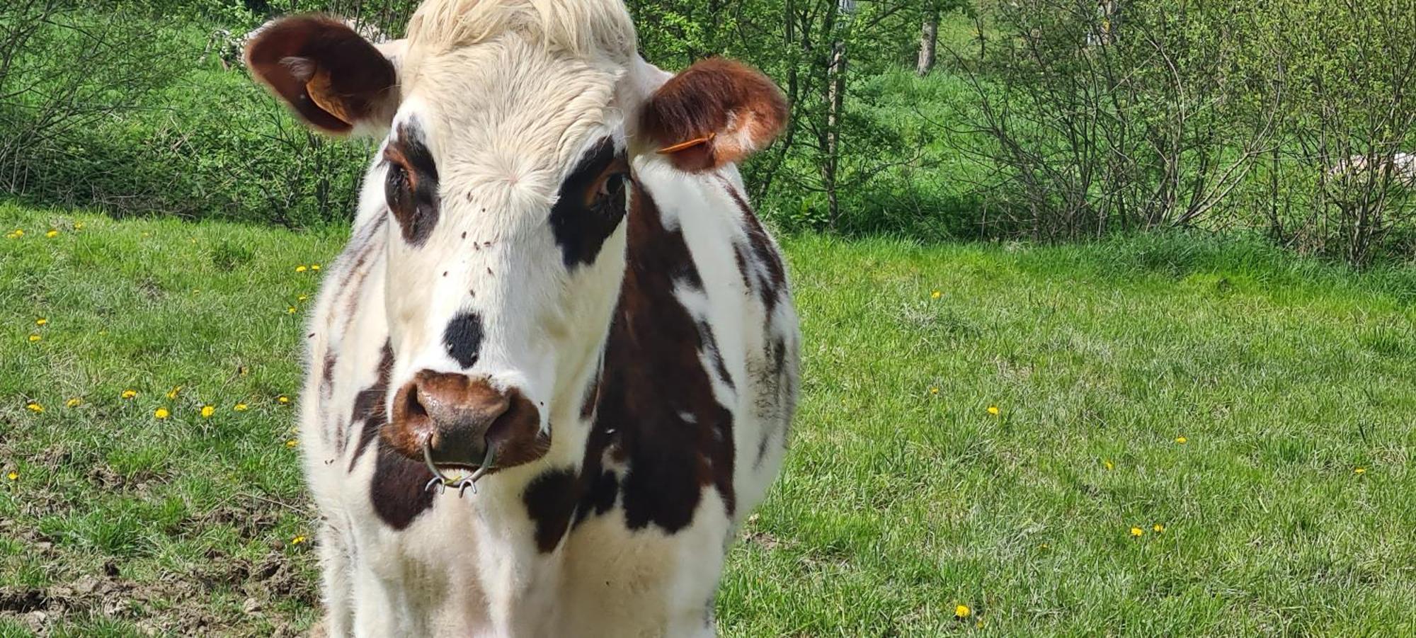 Вилла Roulotte A La Ferme Buissonniere La Lande-de-Louge Экстерьер фото